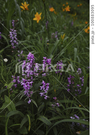 ウズラバハクサンチドリ ウズラバハクサンチドリ 100883095