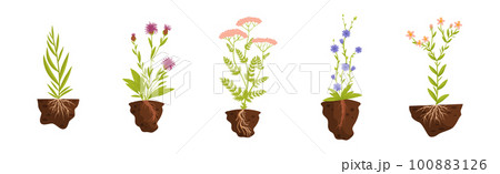 Plant Growing with Roots in Soil Vector Set 100883126