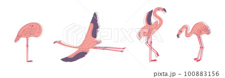 Pink Flamingo Bird with Long Curved Neck and Legs in Different Poses Vector Set 100883156