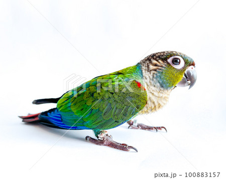Crimson bellied conure parrot in the white background 100883157