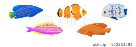 Exotic Tropical Fish of Different Shapes and Colors Vector Set 100883292