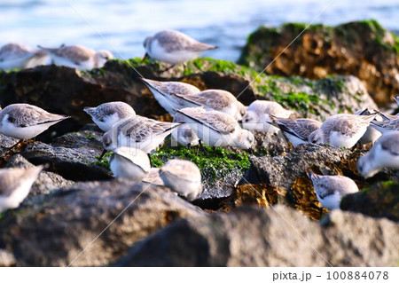 冬の海岸で出会ったミユビシギ 冬の海岸で出会ったミユビシギ 100884078