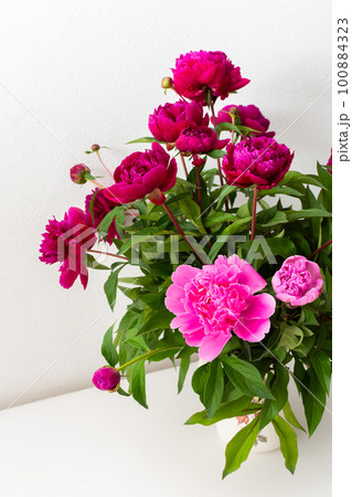 Peonies in a white vase 100884323