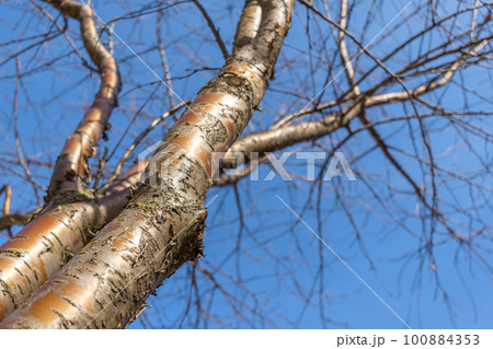 Prunus maackii bare trunks against a clear blue sky. Bottom view of trees without leaves. Background image of late autumn and early spring. Copy space 100884353