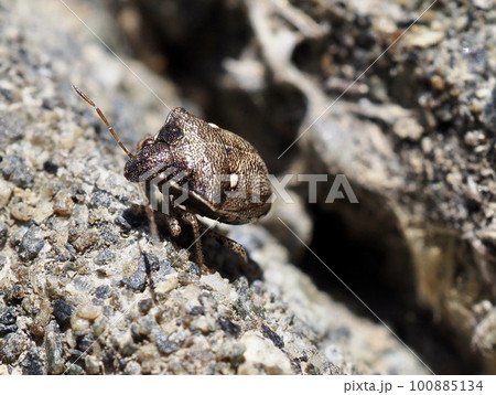 小さいカメムシ大きさは5ミリ 100885134