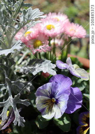 種から育てた紫色のパンジーの花 100885373