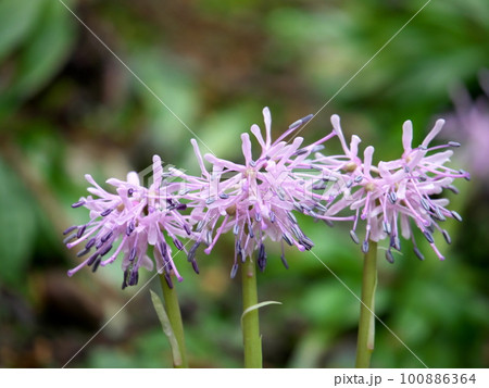 早春に咲くショウジョウバカマ 100886364