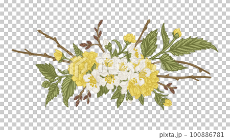 Spring bouquet with blossoming branches. Vintage style. Kerria Japanese, cherry, hawthorn. Can be used for design of invitations, cards, labels, stickers. Sketch. Yellow and green. Spring bouquet with blossoming branches. Vintage style. Kerria Japanese, cherry, hawthorn. Can be used for design of invitations, cards, labels, stickers. Sketch. Yellow and green. 100886781
