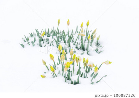 蕾ふくらむスイセンの花に春の淡雪 蕾ふくらむスイセンの花に春の淡雪 100887326