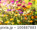 Summer blurred natural background. Defocused bright colorful flowers. Abstract colorful bokeh 100887883