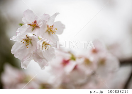雨の八景水谷公園に春の花桜が咲く風景 100888215