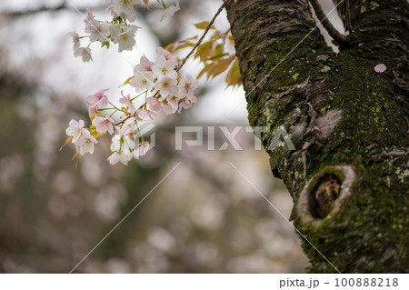 雨の八景水谷公園に春の花桜が咲く風景 雨の八景水谷公園に春の花桜が咲く風景 100888218