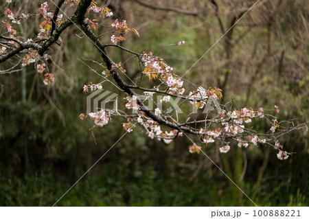 雨の八景水谷公園に春の花桜が咲く風景 雨の八景水谷公園に春の花桜が咲く風景 100888221