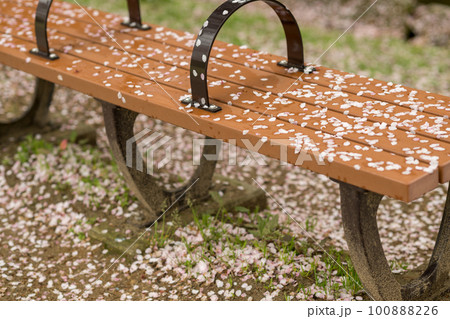 雨の八景水谷公園に春の花桜が咲く風景 雨の八景水谷公園に春の花桜が咲く風景 100888226