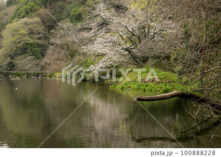 雨の八景水谷公園に春の花桜が咲く風景 100888228