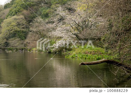 雨の八景水谷公園に春の花桜が咲く風景 雨の八景水谷公園に春の花桜が咲く風景 100888229