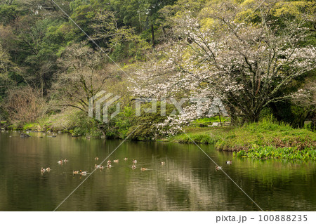雨の八景水谷公園に春の花桜が咲く風景 雨の八景水谷公園に春の花桜が咲く風景 100888235