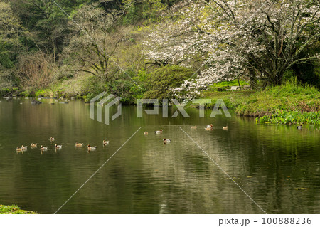 雨の八景水谷公園に春の花桜が咲く風景 雨の八景水谷公園に春の花桜が咲く風景 100888236