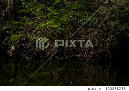 雨の八景水谷公園に春の花桜が咲く風景 100888238