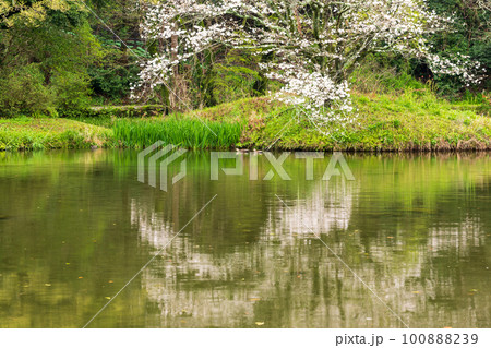 雨の八景水谷公園に春の花桜が咲く風景 雨の八景水谷公園に春の花桜が咲く風景 100888239