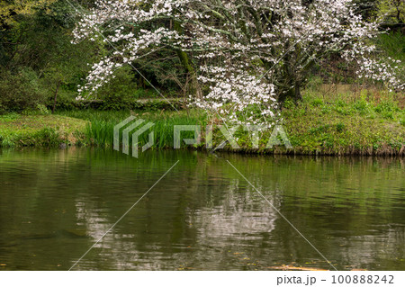 雨の八景水谷公園に春の花桜が咲く風景 100888242