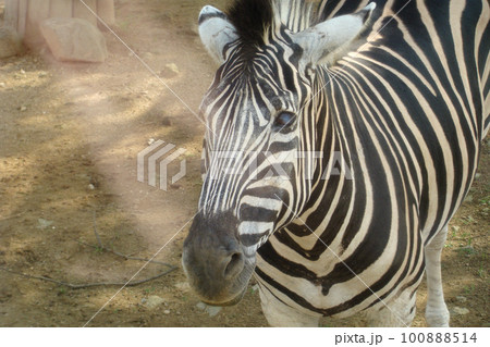 【兵庫】姫路セントラルパークの動物たち 100888514