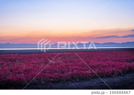 美しい夕焼け空を背景にシチメンソウ風景「東よか干潟ビジターセンターひがさす(佐賀市」 100888867