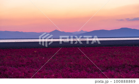 美しい夕焼け空を背景にシチメンソウ風景「観光名所で有名な東よか干潟ビジターセンターひがさす(佐賀市」 美しい夕焼け空を背景にシチメンソウ風景「観光名所で有名な東よか干潟ビジターセンターひがさす(佐賀市」 100888869