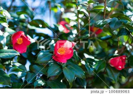 東京都八王子市長池公園の赤い椿の花 100889063
