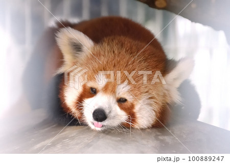 舌を出すレッサーパンダ 100889247
