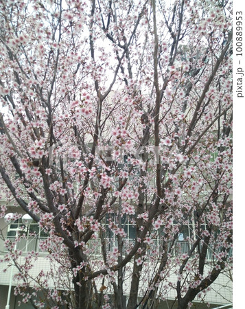 満開前の花 満開前の花 100889953