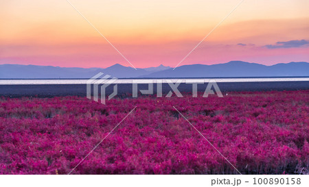 美しい夕焼け空を背景にシチメンソウ風景「観光名所で有名な東よか干潟ビジターセンターひがさす(佐賀市」 100890158