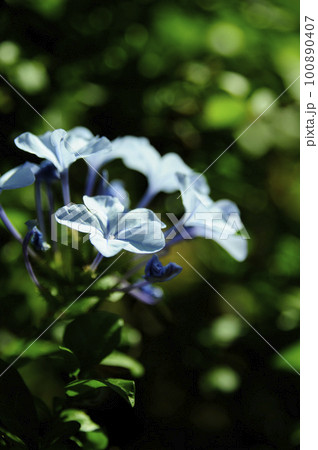 水色の花 100890407