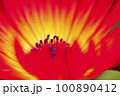 赤い花 100890412