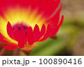 赤い花 100890416