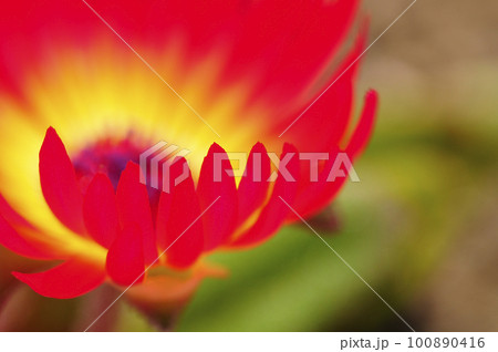 赤い花 100890416
