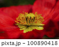 赤い花 100890418