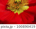 赤い花 100890419