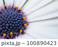 白い花 100890423