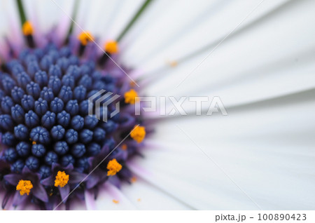 白い花 100890423