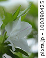 白い花 100890425