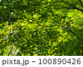 緑の紅葉 100890426