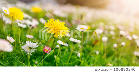 Meadow with lots of white and pink spring daisy flowers and yellow dandelions in sunny day. Meadow with lots of white and pink spring daisy flowers and yellow dandelions in sunny day. 100890540