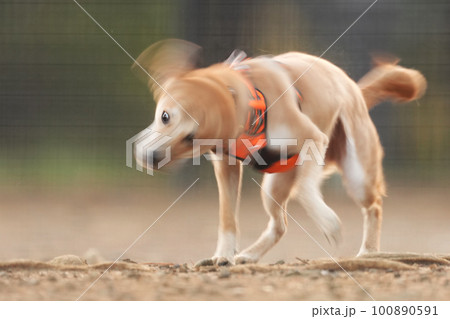 ドッグランで遊ぶ犬　プルプルプル 100890591