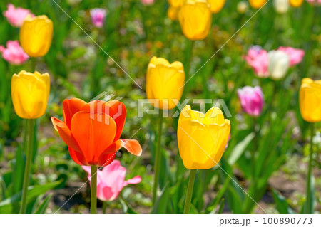 Charming warm green lawn with bright delicate tulips Charming warm green lawn with bright delicate tulips 100890773