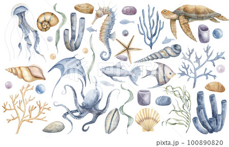 Big Undersea set with Seahorse, Jellyfish, corals and turtle. Hand drawn watercolor illustration of seaweeds and underwater animals for clipart on isolated background. Colorful drawing with seashells. Big Undersea set with Seahorse, Jellyfish, corals and turtle. Hand drawn watercolor illustration of seaweeds and underwater animals for clipart on isolated background. Colorful drawing with seashells. 100890820