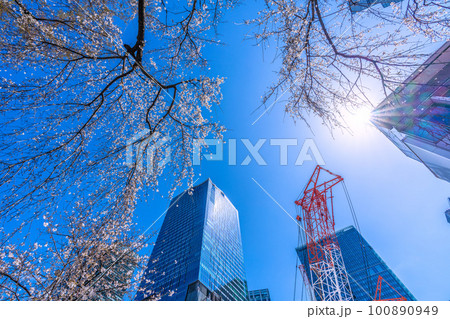 日本の東京都市景観 渋谷・青空に映えるハチ公前のしだれ桜やビル群、駅解体工事などを望む=3月20日 日本の東京都市景観 渋谷・青空に映えるハチ公前のしだれ桜やビル群、駅解体工事などを望む=3月20日 100890949