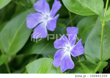 紫のツルニチソウ　花びらをアップで撮影 100891209