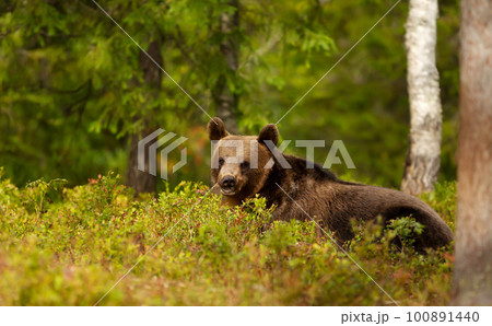Close up of an Eurasian Brown bear in a forest Close up of an Eurasian Brown bear in a forest 100891440
