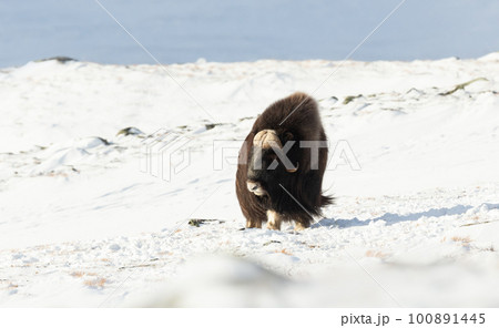 Musk Ox in Dovrefjell mountains in winter Musk Ox in Dovrefjell mountains in winter 100891445